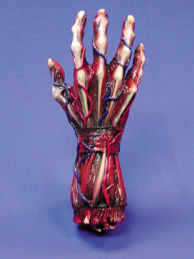 Skinned Right Hand Halloween Prop