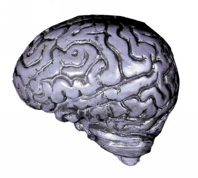 Brain