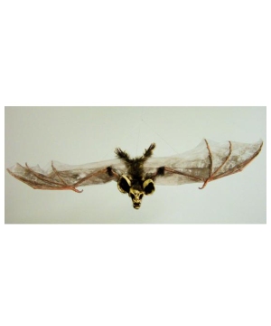 Bat With Skull Head small Brown