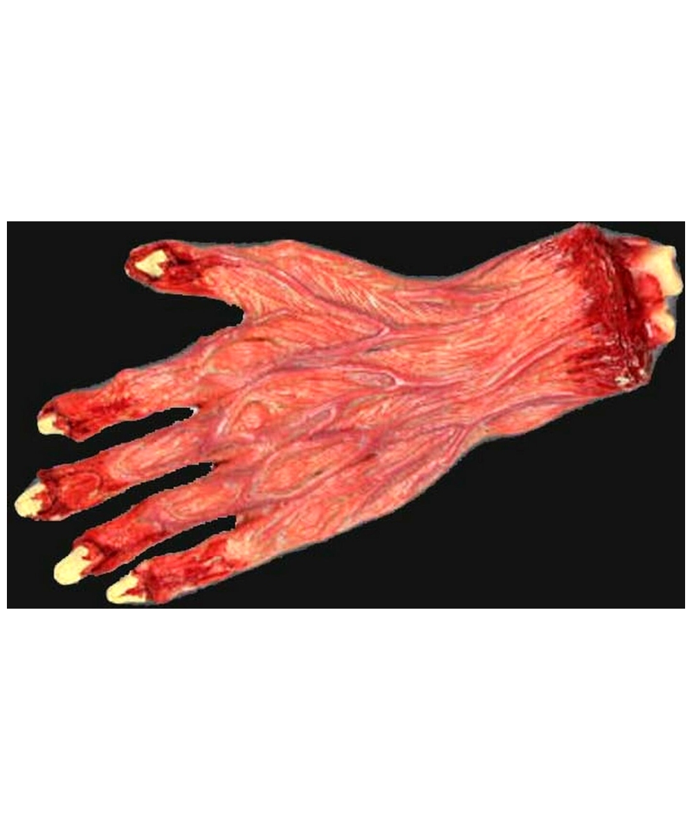 Skinned Hand