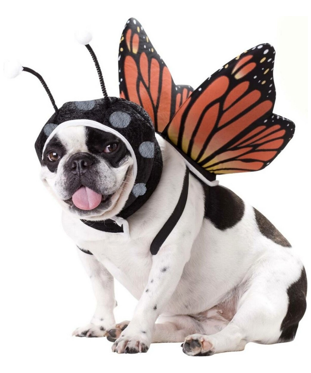  Butterfly Dog Costume