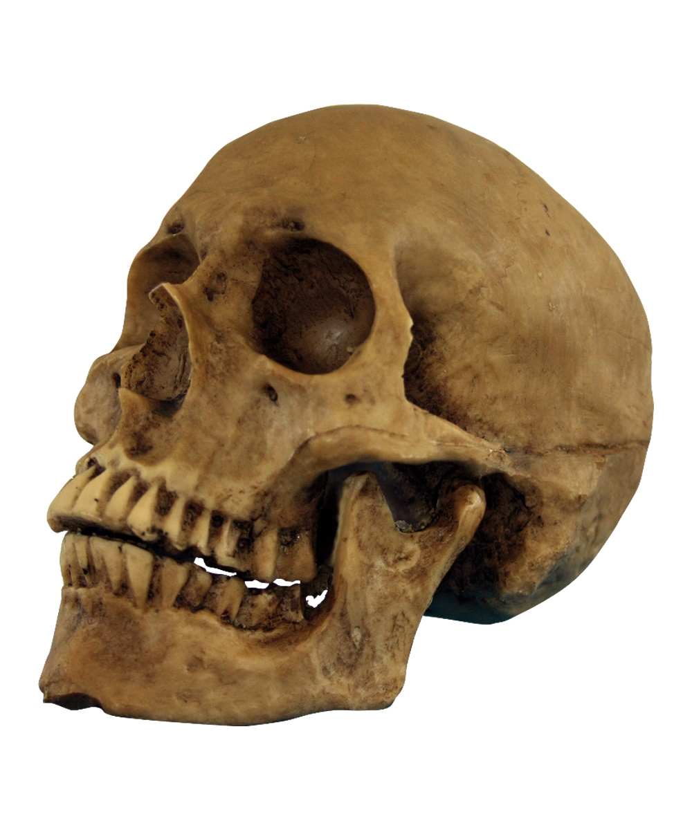  Skull  Halloween  Decoration Props Decorations