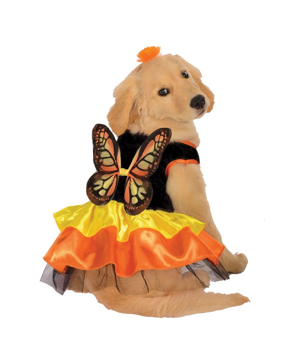  Butterfly Pet Costume