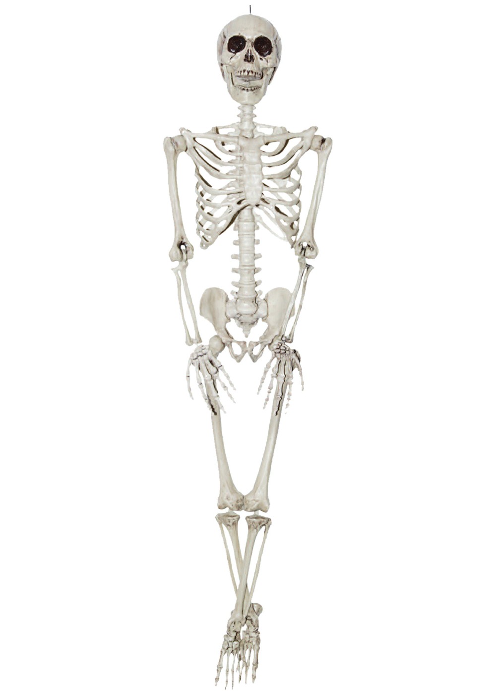 Human Skeleton