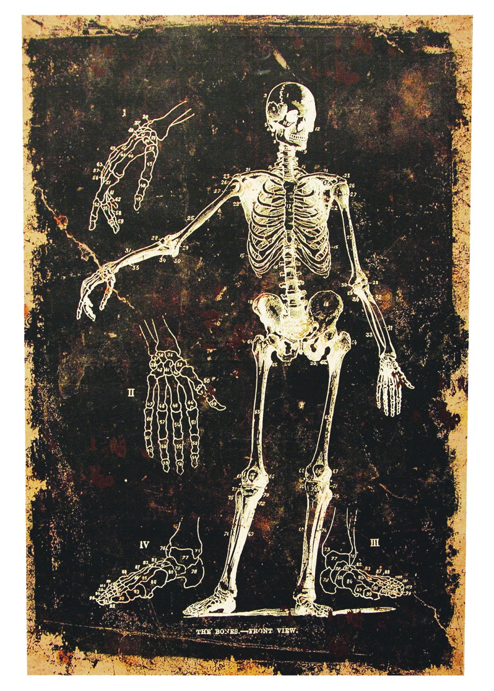 Skeleton Canvas Frame