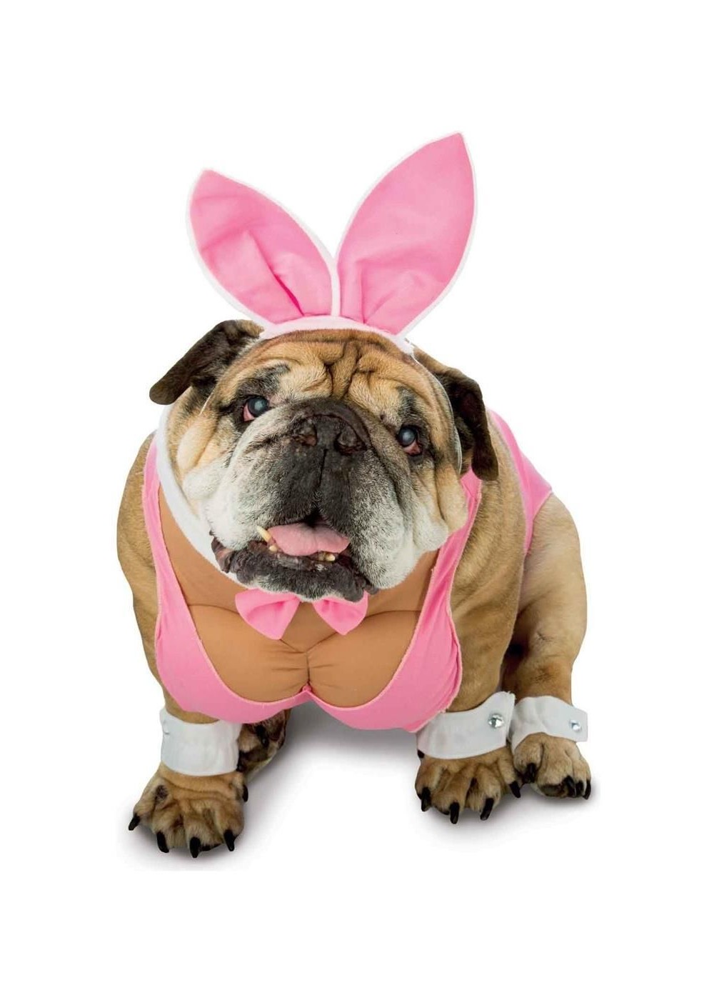 Hunny Bunny Dog Costume